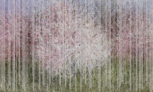 Tapeta Wonderwall Bloom 35 0523 05