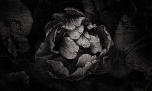 Tapeta Wonderwall Serseia 35 0744 00