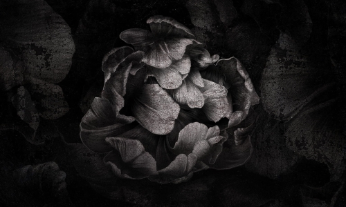 Serseia 35 0744 00.jpg