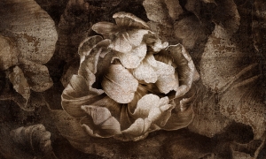 Tapeta Wonderwall Serseia 35 0744 08