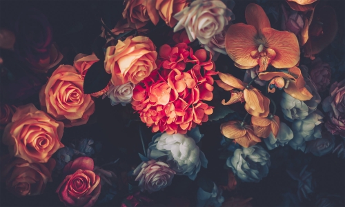 black roses_02.jpg