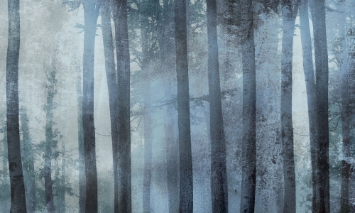 deepforest_01.jpg