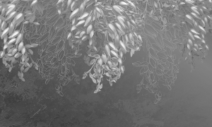Grafika NEWWALLS Flowerbells