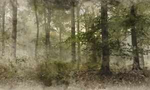 Grafika NEWWALLS Hazy forest