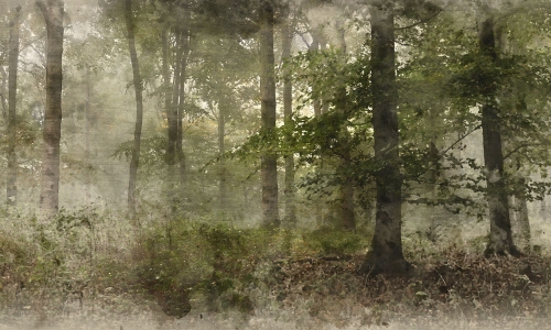 hazyforest.jpg