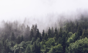 Grafika NEWWALLS Inscrutable forest