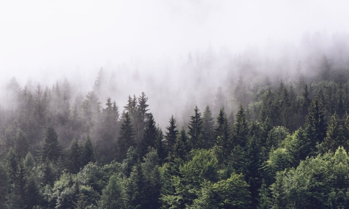 Inscrutable forest.jpg