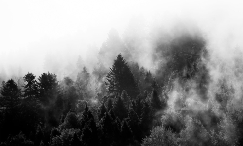 Secret forest.jpg