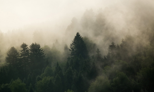 Unccany forest.jpg