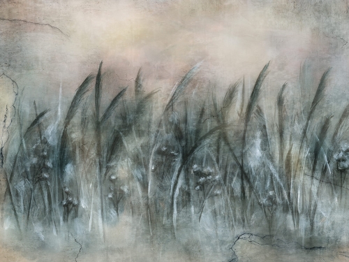Canna Art. 535 32 2201.jpg