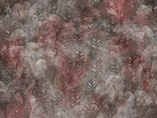 Iberis Art. 410 36 2101.jpg