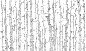 Tapeta Wonderwall Planty 35 0117 01