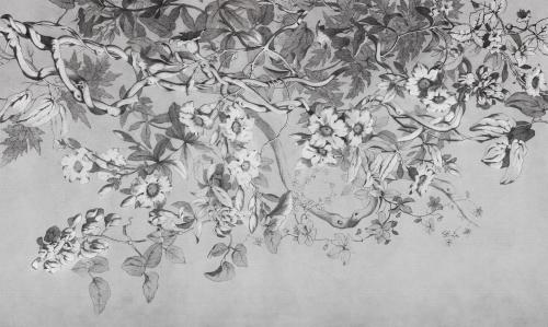 ALAMANDA 500x300cm.jpg