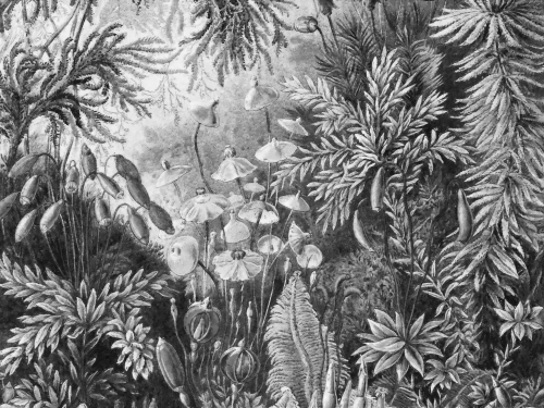 Fairytale B_W 400x300cm.jpg