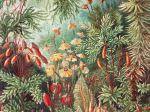 Wall Art Grafika Wall Fairytale Vivid