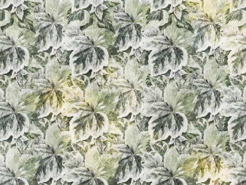 Lierre 400x300cm.jpg