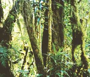Tapeta Eijffinger Wallpower Junior 364156 (mural)