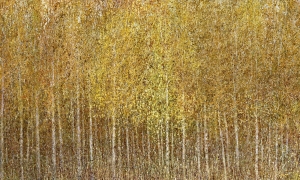 Tapeta Wonderwall Euporie 35 0544 06