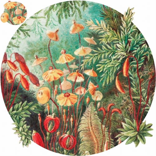 Fairytale-Vivid_koło.jpg