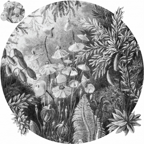 Fairytale-B&amp;W_koło.jpg