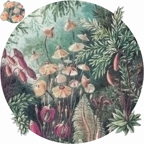 fairytale-kolo-tekstura.JPG