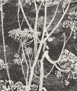 Tapeta dekoracyjna Cole&Son Contemporary Collection Cow Parsley 66/7046