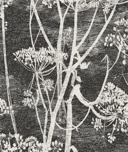 Cole&amp;Son Contemporary Collection Cow Parsley 66/7046