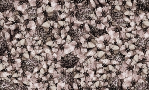 Grafika King Wall Orchidee 20.01.13.2.25