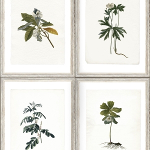 Tapeta MINDTHEGAP The Antiquarian Botany WP20153