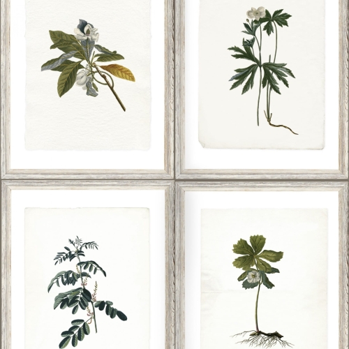 MINDTHEGAP The Antiquarian Botany WP20153