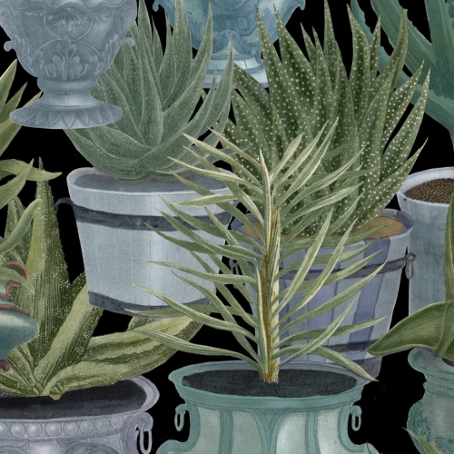 MINDTHEGAP The Rediscovered Paradise Echeveria WP20163