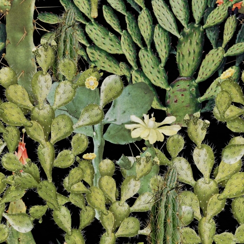 MINDTHEGAP The Rediscovered Paradise Opuntia WP20165
