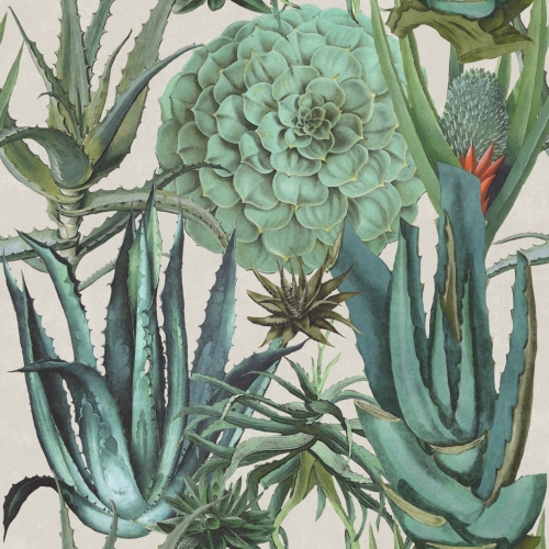 MINDTHEGAP The Rediscovered Paradise Succulentus P20168
