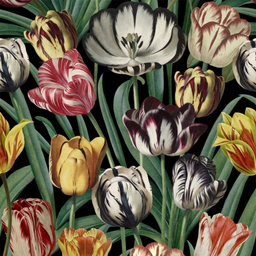 MINDTHEGAP The Florist Tulipa WP20178