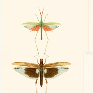 Tapeta MINDTHEGAP The Antiquarian Entomology WP20233