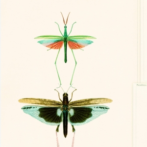 Tapeta MINDTHEGAP The Antiquarian Entomology WP20234