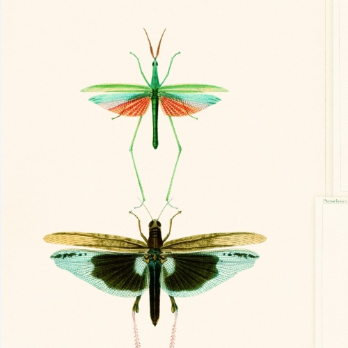 MINDTHEGAP The Antiquarian Entomology WP20234