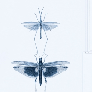 Tapeta MINDTHEGAP The Antiquarian Entomology WP20235