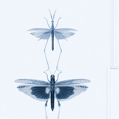 MINDTHEGAP The Antiquarian Entomology WP20235