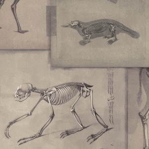 Tapeta MINDTHEGAP The Antiquarian Zooarchaeology WP20236