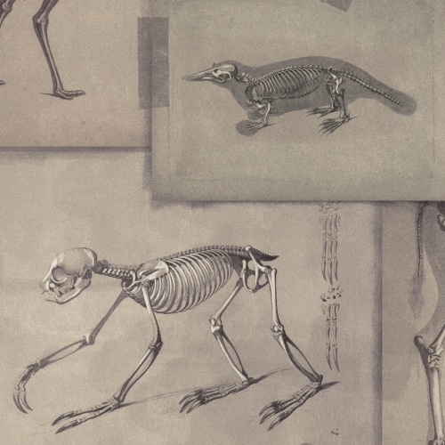 MINDTHEGAP The Antiquarian Zooarchaeology WP20236