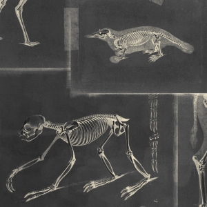 Tapeta MINDTHEGAP The Antiquarian Zooarchaeology WP20237