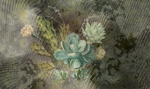 Sukulenty AF202200txt5.jpg