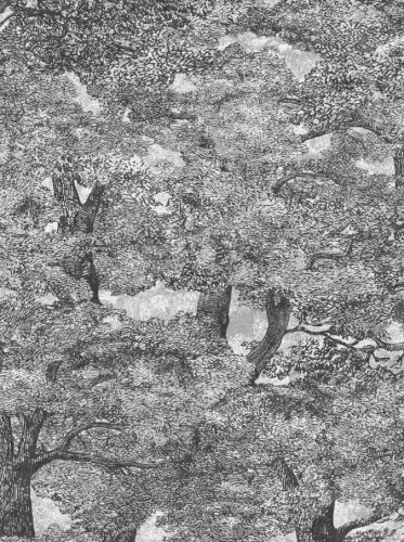 9573W_SamburuTree_Closeup.png