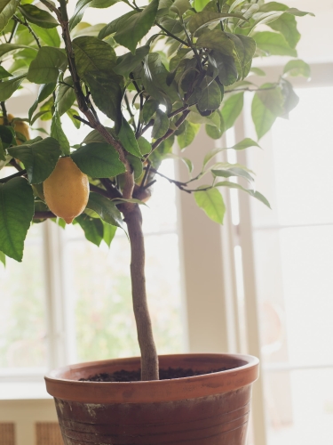 5701_Citronträd_Roomshot_7.jpg