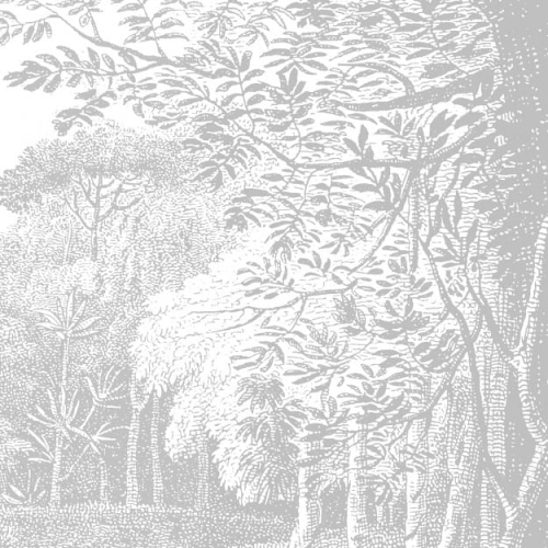 ebony-forest (5).jpg