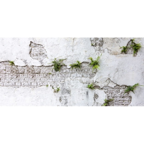 plants-brick-wall.jpg