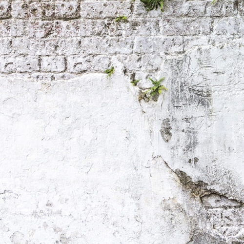 plants-brick-wall (6).jpg