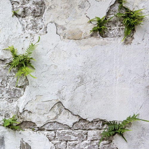plants-brick-wall (7).jpg