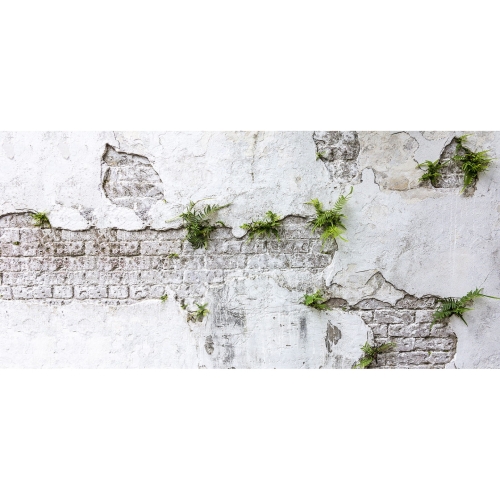 plants-brick-wall (8).jpg